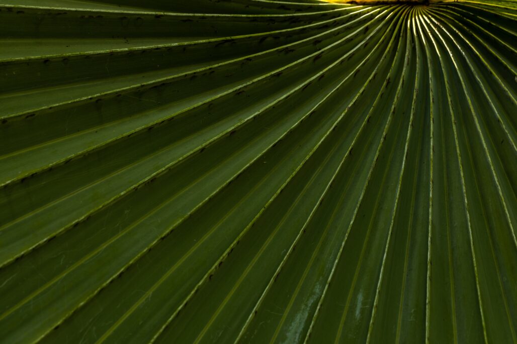 Cirbind - Leaf close up