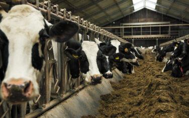 Minder mest uitrijden? Organiseer de verwerking regionaal