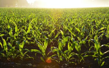 Duurzame landbouw: de toekomst van agrarische sector