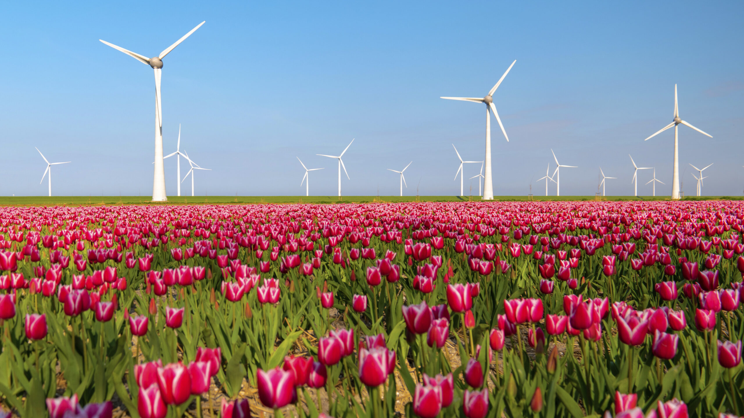 The energy transition in Dutch industry